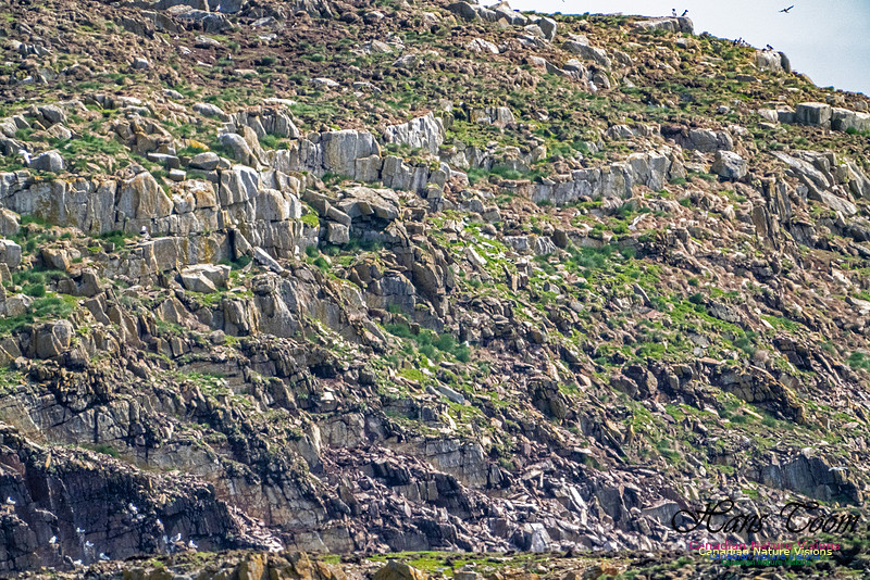 Elliston and Atlantic Puffins 100