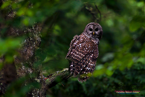 Barred Owl