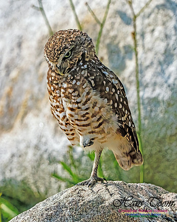 Burrowing Owl 401