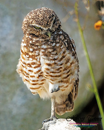 Burrowing Owl 404