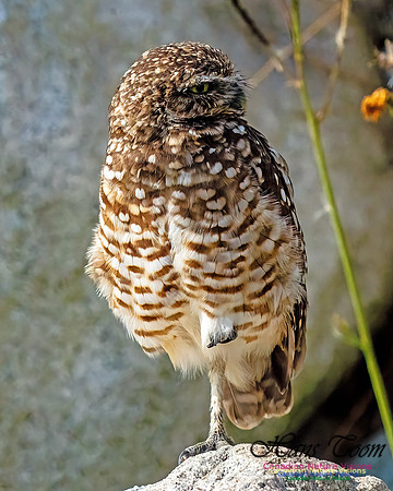 Burrowing Owl 407