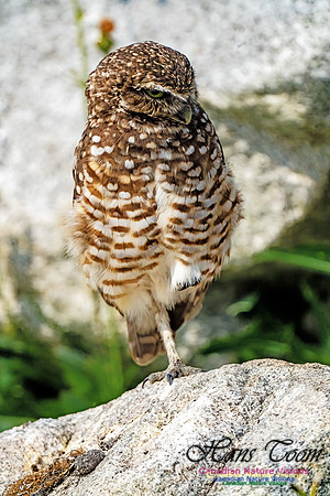 Burrowing Owl 408