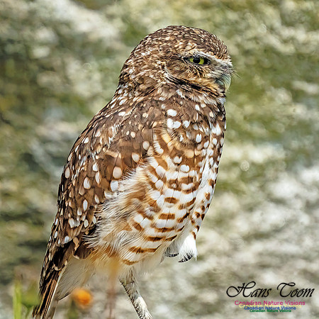 Burrowing Owl 409