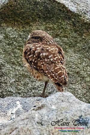 Burrowing Owl 109