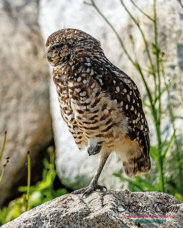 Burrowing Owl 400