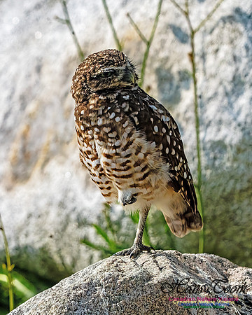 Burrowing Owl 402