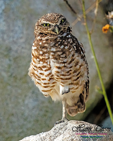 Burrowing Owl 406