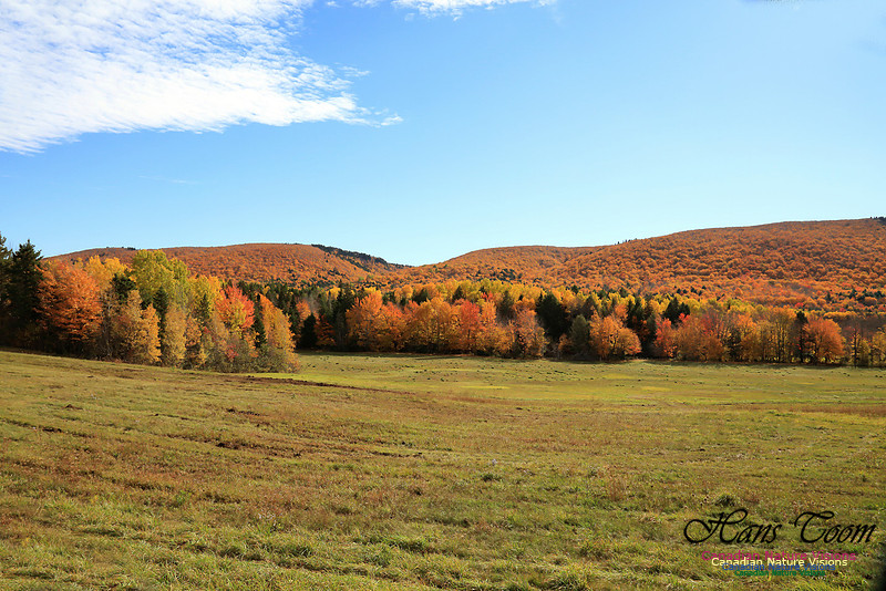 Maple Forest Fall Colours 2016