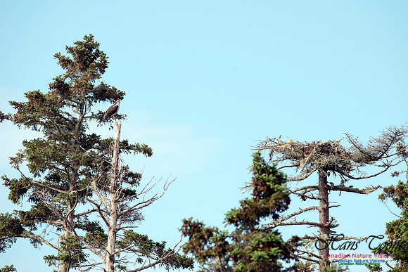 Osprey