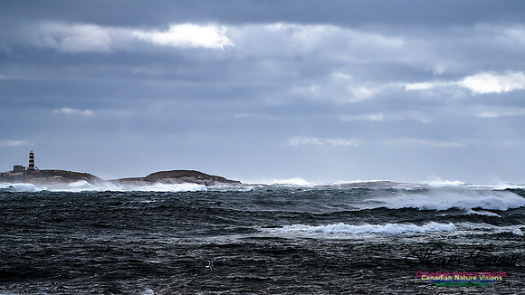 Sambro Island Channel Blustery Day 103