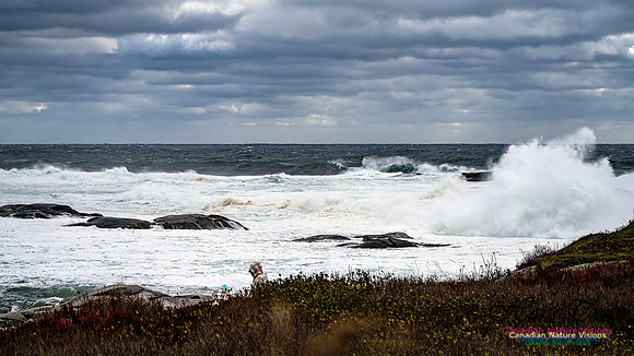 Peggy's Cove Area Blustery Day 105