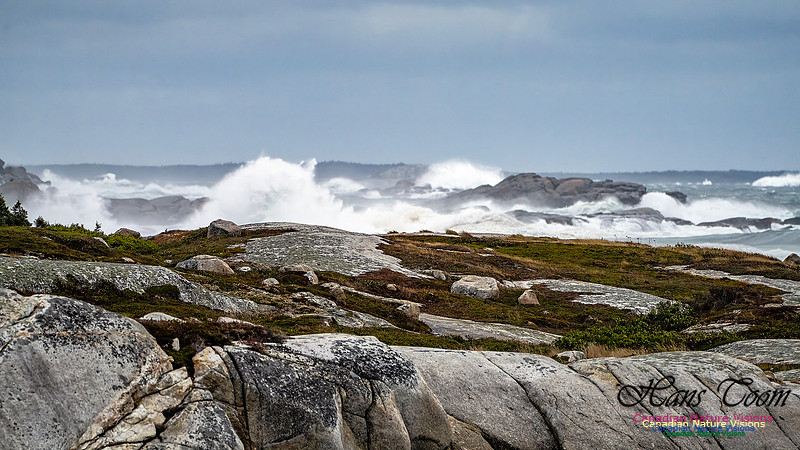 Peggy's Cove Area Blustery Day 106
