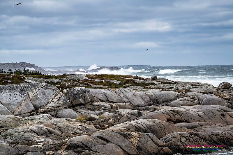 Peggy's Cove Area Blustery Day 107