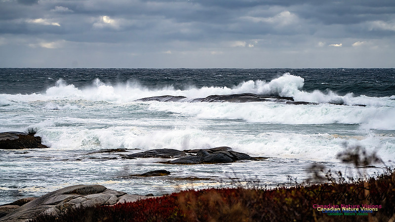 Peggy's Cove Area Blustery Day 110