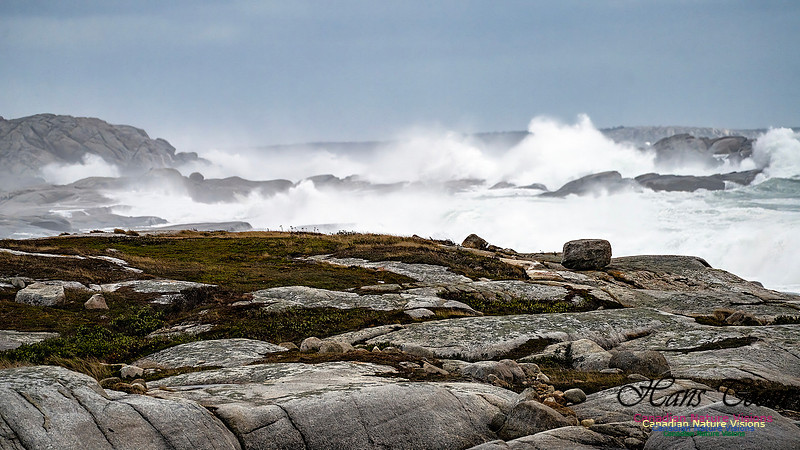 Peggy's Cove Area Blustery Day 114