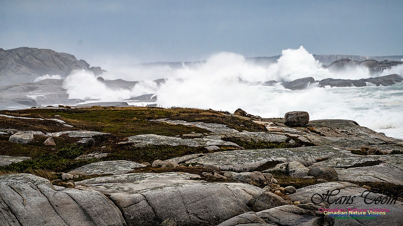 Peggy's Cove Area Blustery Day 115