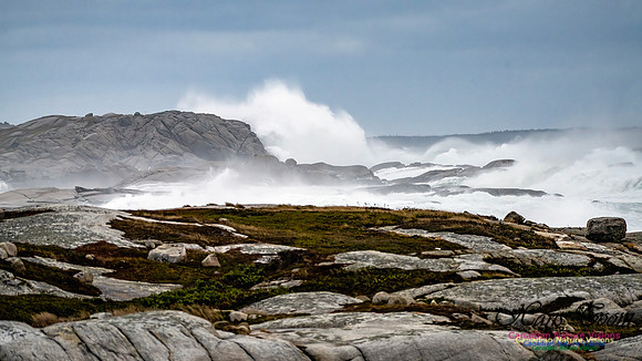 Peggy's Cove Area Blustery Day 118