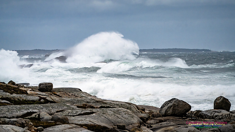 Peggy's Cove Area Blustery Day 120