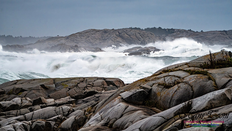 Peggy's Cove Area Blustery Day 122