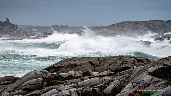 Peggy's Cove Area Blustery Day 124
