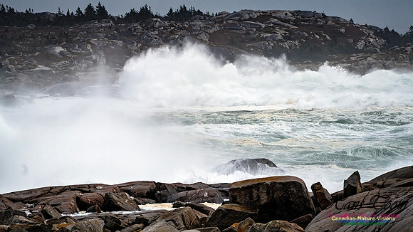 Peggy's Cove Area Blustery Day 126