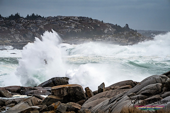 Peggy's Cove Area Blustery Day 129