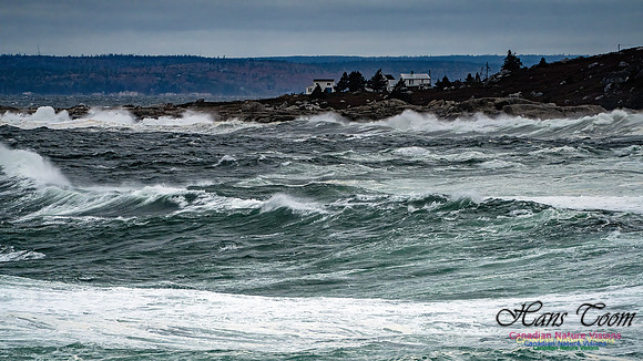 Peggy's Cove Area Blustery Day 131