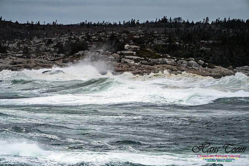 Peggy's Cove Area Blustery Day 137