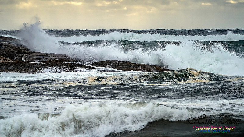 Peggy's Cove Area Blustery Day 141