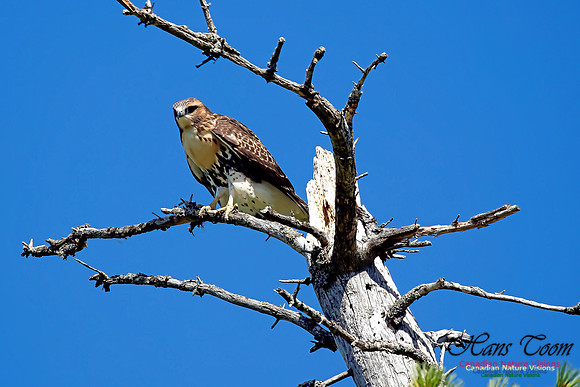 Red-tailed Hawk