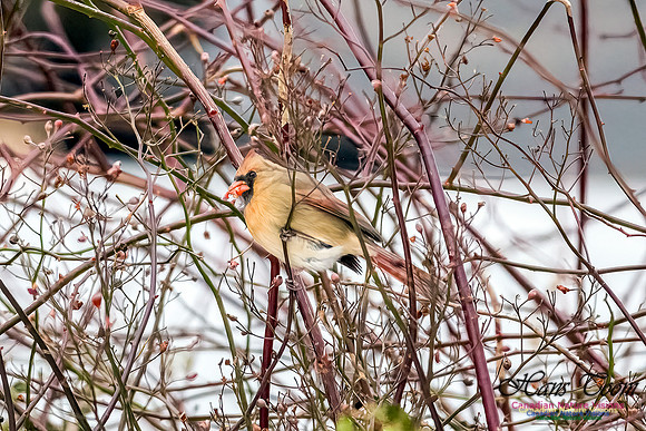 Northern Cardinal 100