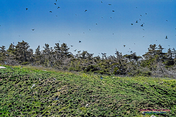 Great Island Puffins 102