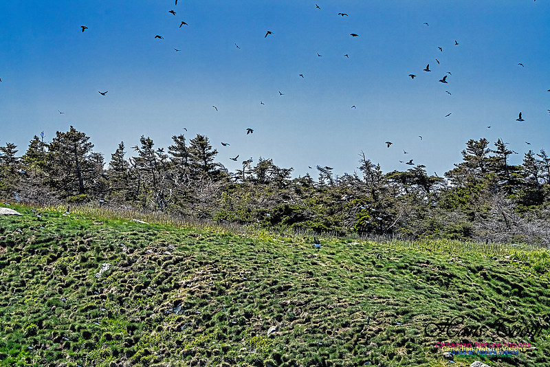 Great Island Puffins 102