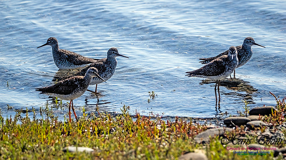 Lesser Yellowlegs 105