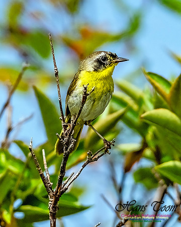 Common Yellowthroat 851