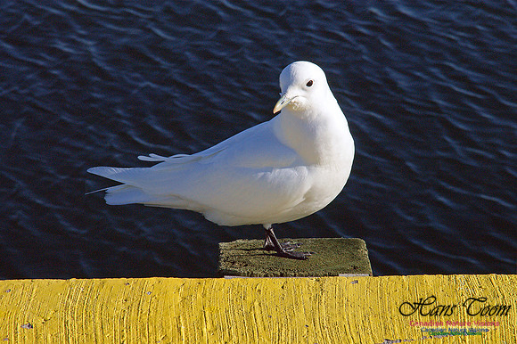 Ivory Gull