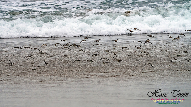 Shorebirds of Hurricane Erin 121