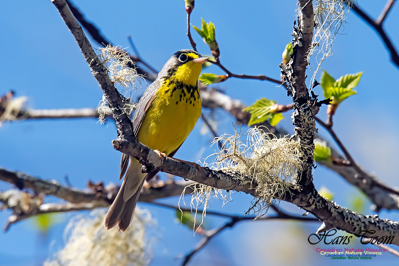 Canada Warbler
