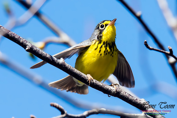 Canada Warbler