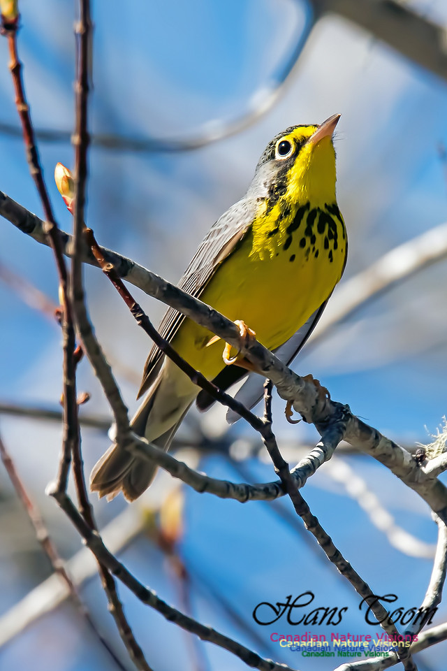 Canada Warbler