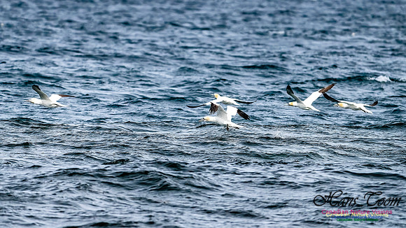 St. Vincent Whales and Gannets 126