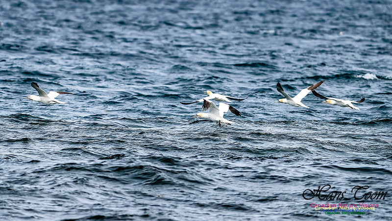 St. Vincent Whales and Gannets 126