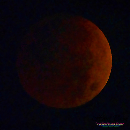 Lunar Eclipse 2022 100