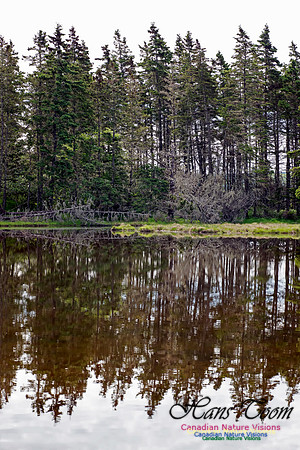 Troop Island Pond