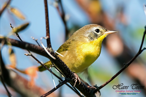 Common Yellowthroat