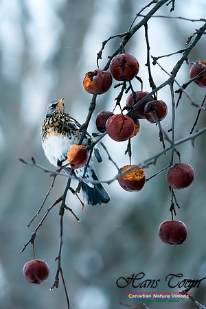 Fieldfare