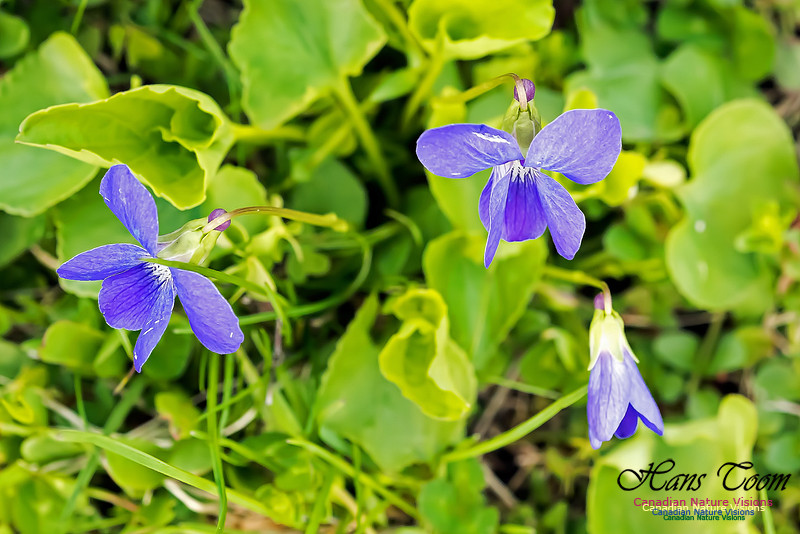 Blue Violet
