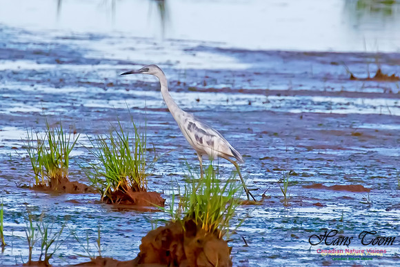 Little Blue Heron 115