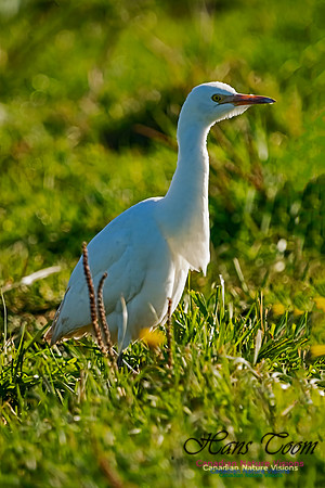 Cattle Egret 104