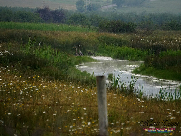 Great Blue Heron 100